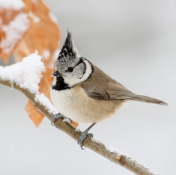 „Stunde der Wintervögel“ geht in die zwölfte Runde