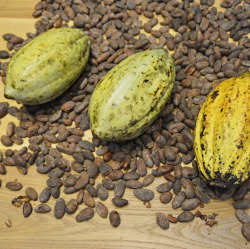 Schokoladiges im Botanischen Garten
