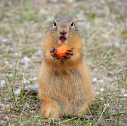Tierische Wettervorhersage