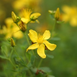 Kräuterführung in den Sommer