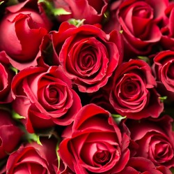 07.02.: Tag der Rose