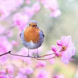 Was zwitschert denn da? NABU ruft zur Vogelzählung auf