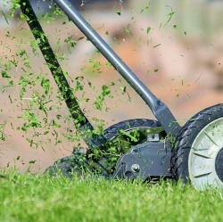 Gartentipps für den Juni