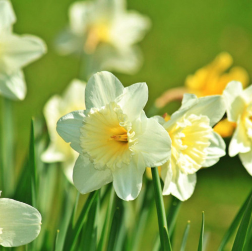 Frühlingsmarkt auf der Freundschaftsinsel