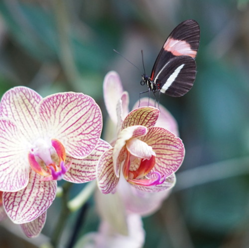 Biosphäre Potsdam - Floral, klassisch, mitreißend oder regional 