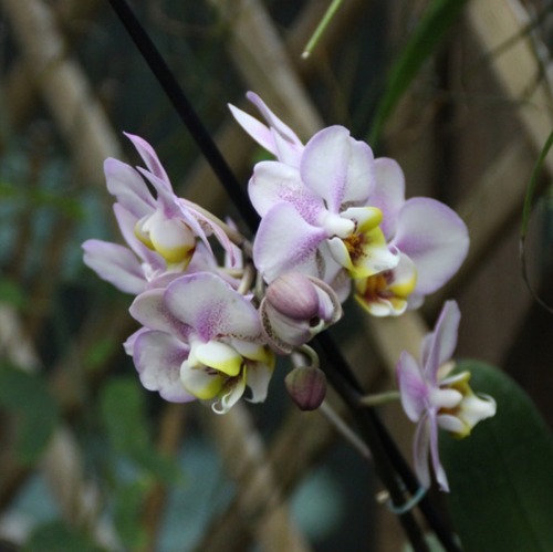 Orchideenblüte in der Biosphäre
