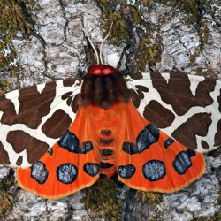 Schmetterling des Jahres: Der Braune Bär