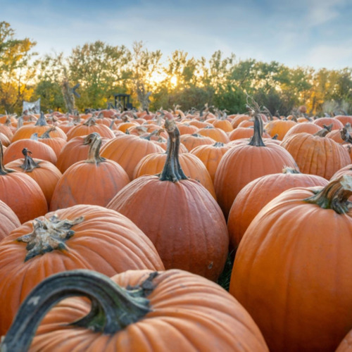 September ist der Erntemonat im Kleingarten