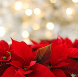 12.12.: Der Tag des Weihnachtssterns