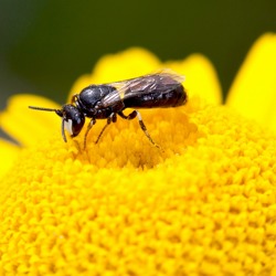 Wildbiene des Jahres: Die Rainfarn-Maskenbiene