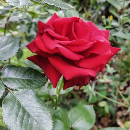 Die K&ouml;nigin der Blumen&nbsp;