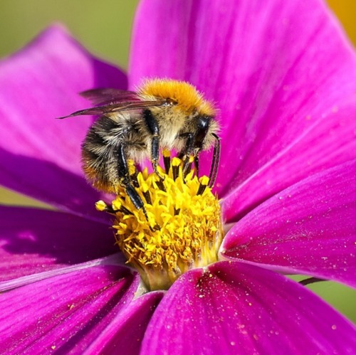 Ergebnisse der Mitmachaktion „Insektensommer“