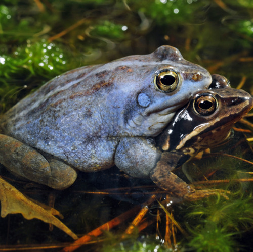 Natur des Jahres: Moorfrosch ist der Lurch 2025