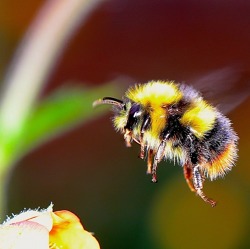 Mach mit beim Insektenzählen