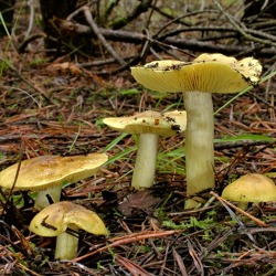 Pilz des Jahres: Der Grünling