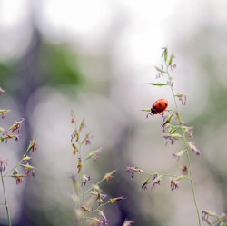 Insektensommer – Zähl mit!
