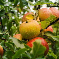 Baumwanderung und Apfelfest