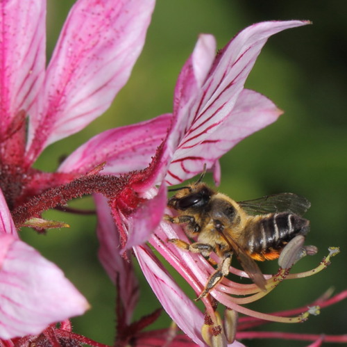 Garten-Blattschneiderbiene ist Wildbiene des Jahres 