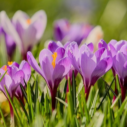 Blumen machen das Leben schöner