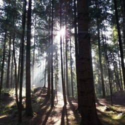 21. März: Internationale Tag des Waldes