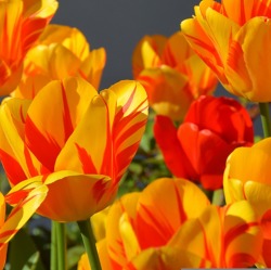Erstes Blüten- und Genussfestival in der Potsdamer Mitte 