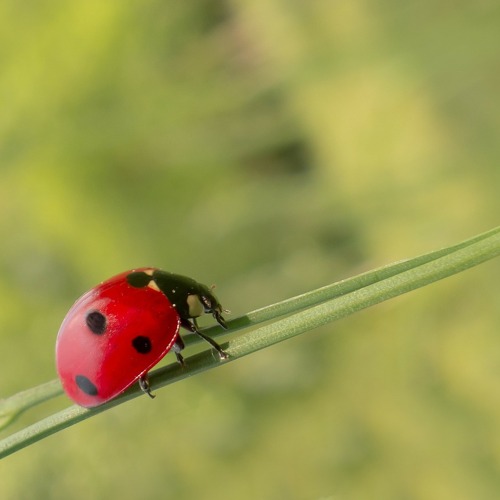 Die Superkräfte der Tiere