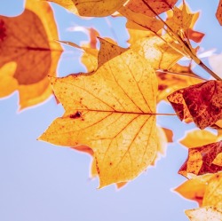 Herbstfest und Dahlienmarkt im Volkspark