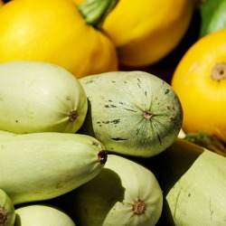 Zu viele Zucchini? Ab damit zum Nachbarn!