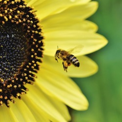 Es summt und brummt! Heute ist Weltbienentag