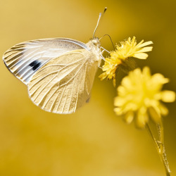 "Grün serviert" in der Biosphäre