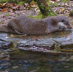 Wildtier des Jahres: Der Fischotter