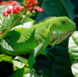 Wochenendtipp: Tierische Rekorde und Tierfütterung in der Biosphäre