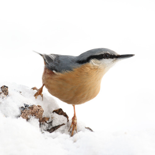 Start der Stunde der Wintervögel