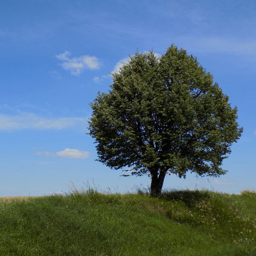 Baumwanderung im Volkspark Potsdam