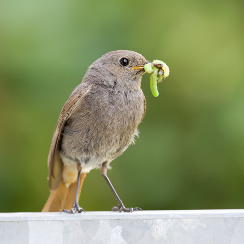 Vogel des Jahres gesucht