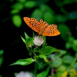 Schmetterling des Jahres: Der Kaisermantel