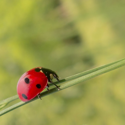 Insektenvielfalt im Volkspark Potsdam