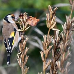 Stieglitz ist Gartentier des Jahres