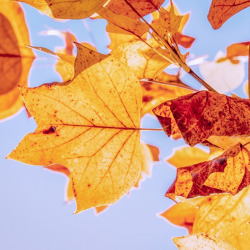 Herbstfest im Volkspark Potsdam