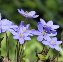 Führung: Frühling im Paradies