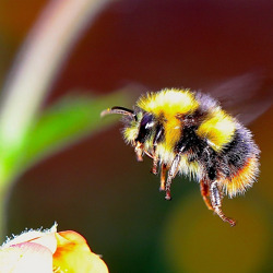 Insektensommer - zähl mit!