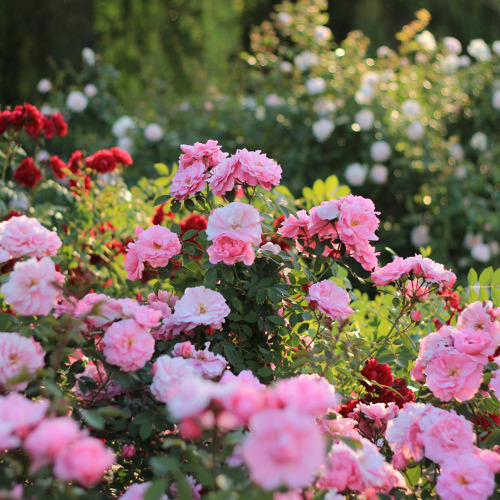 Gartensch&ouml;nheit in Vasen auf der Freundschaftsinsel