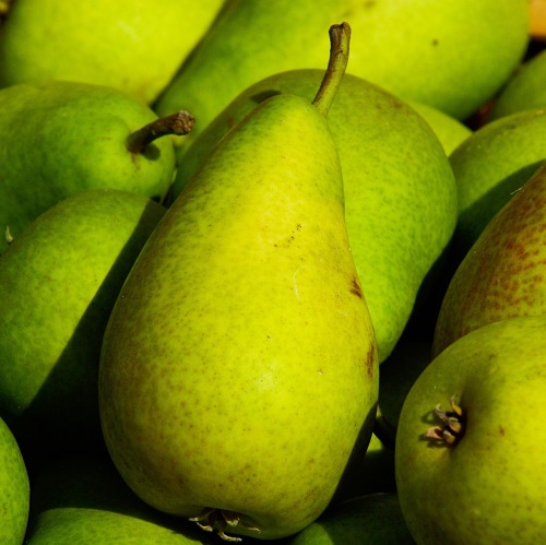 Den Obstbaum veredeln