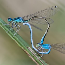 Libelle des Jahres: Die Kleine Pechlibelle