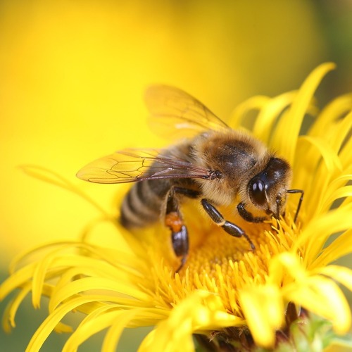 Für den Schutz der Bienen