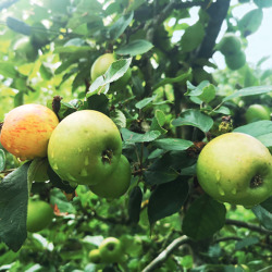 September 2020 - Potsdamer Gärtnerbote