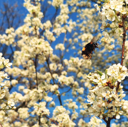 April 2020 - Potsdamer Gärtnerbote