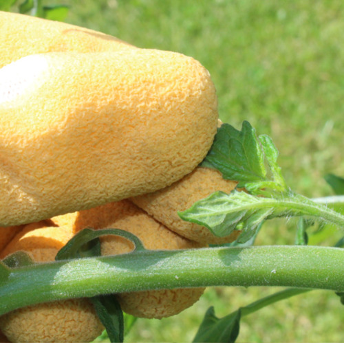 Tomaten ausgeizen für eine bessere Ernte