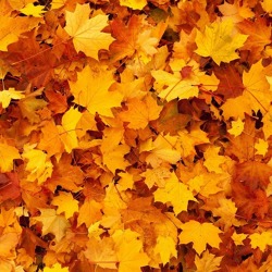 Tipps für den September-Garten