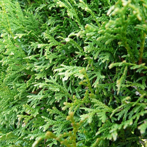 Thuja-Hecken – unterschätzte Brandgefahr im Kleingarten